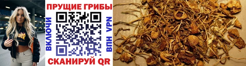 Галлюциногенные грибы Psilocybe  закладка  Темрюк 
